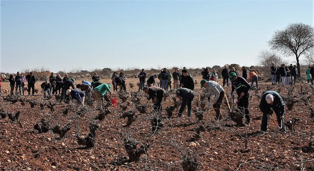 concurso de poda ME, gente podando