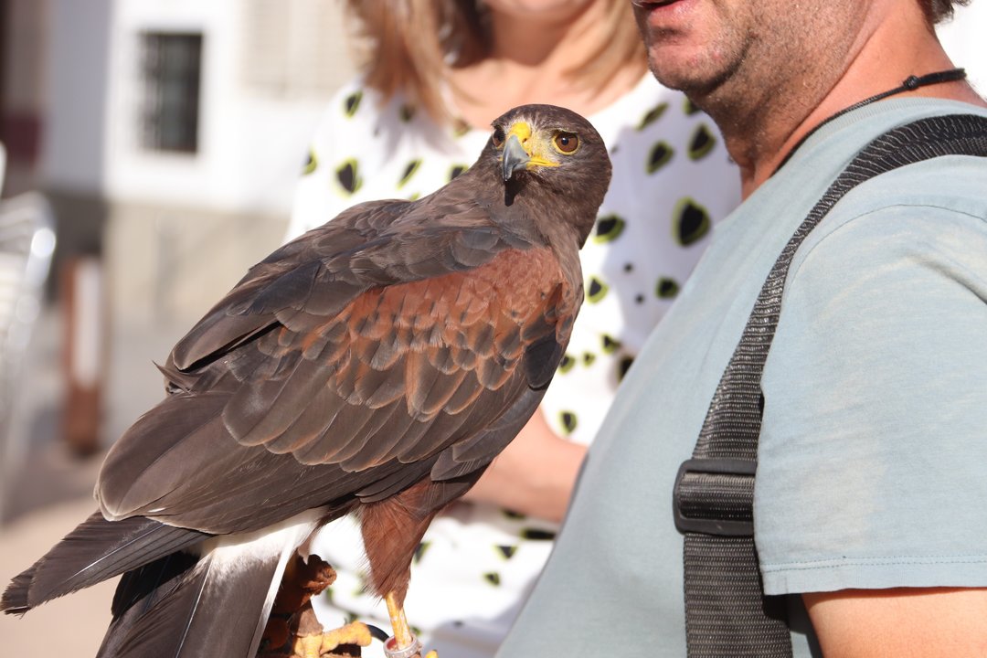 Águila de Harris para el control de la plaga de palomas (11)