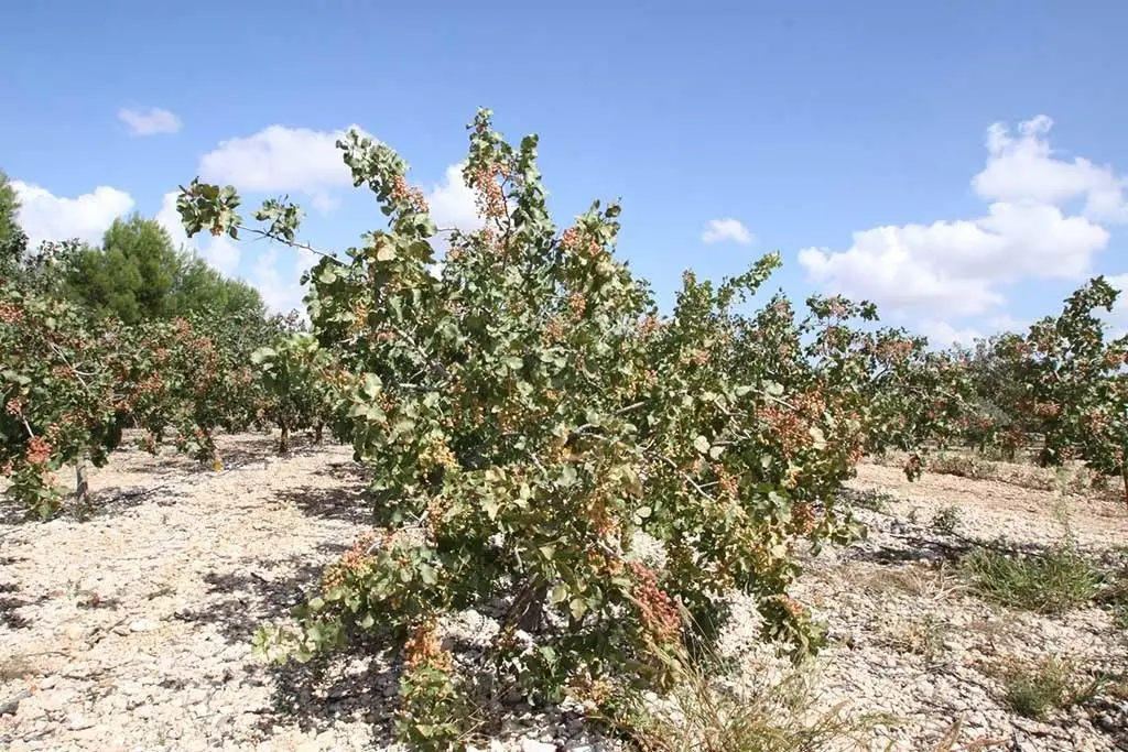 Pistacho      ecol&oacute;gico