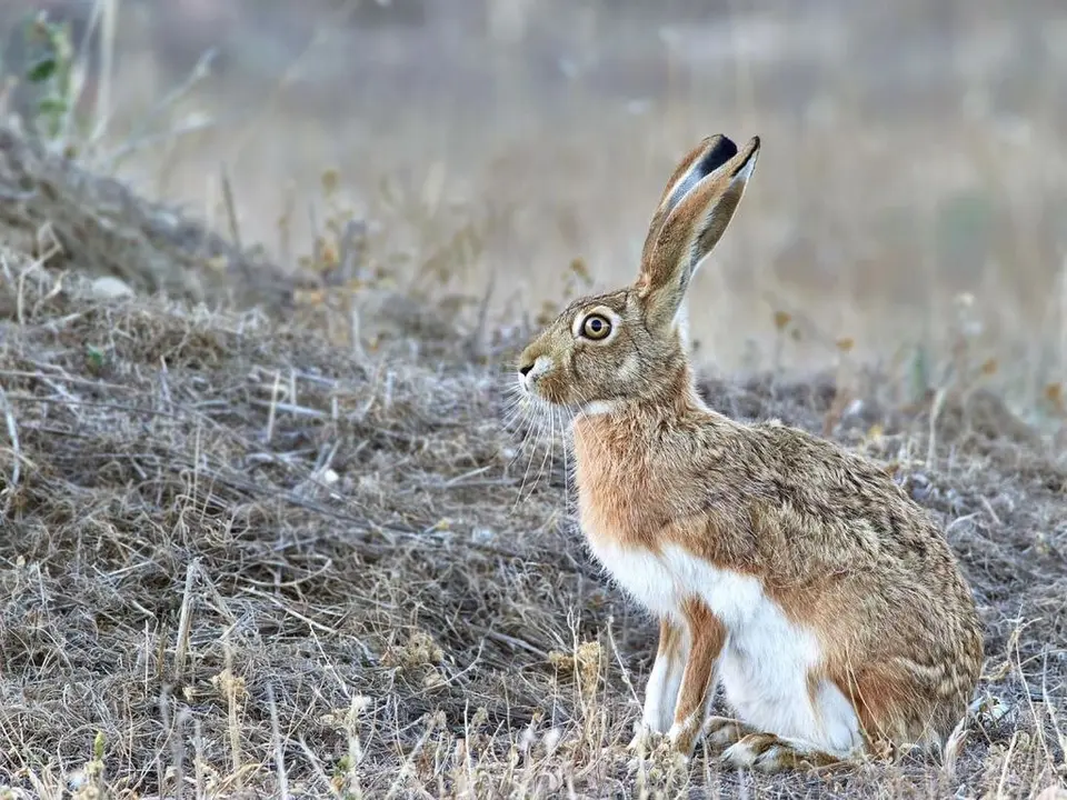 p1hv07imb2je1c4miqu10hh1kd14