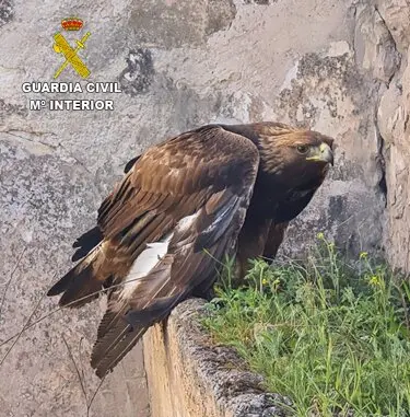&Aacute;guila Real