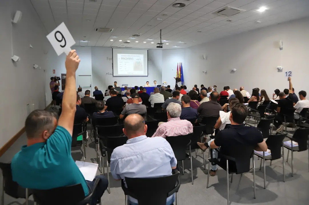 129&ordm; subasta de sementales de raza ovina manchega (Fercam 2025) (2)