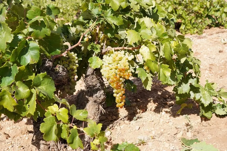 Variedad Air&eacute;n en cepa de secano