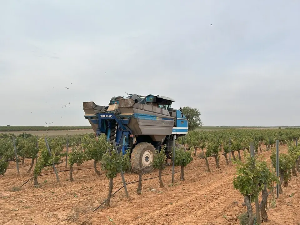 vendimia cooperativas