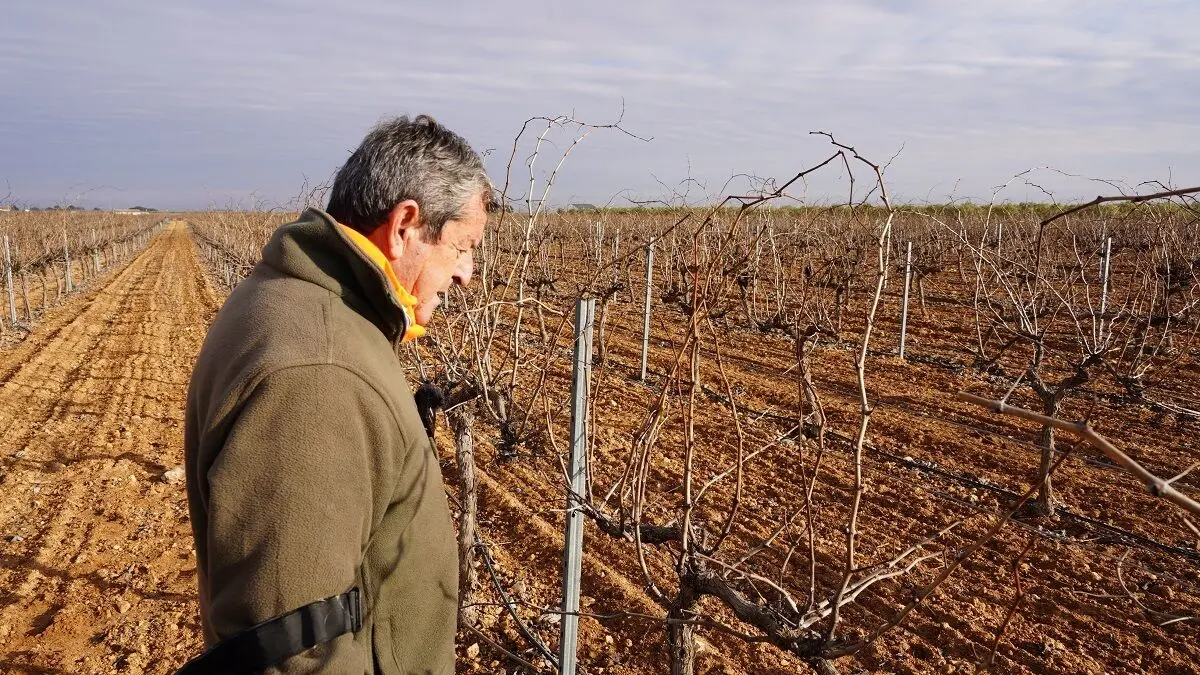 Miguel Luis Casero, vocal y agricultor, observa el vi&ntilde;edo en espaldera