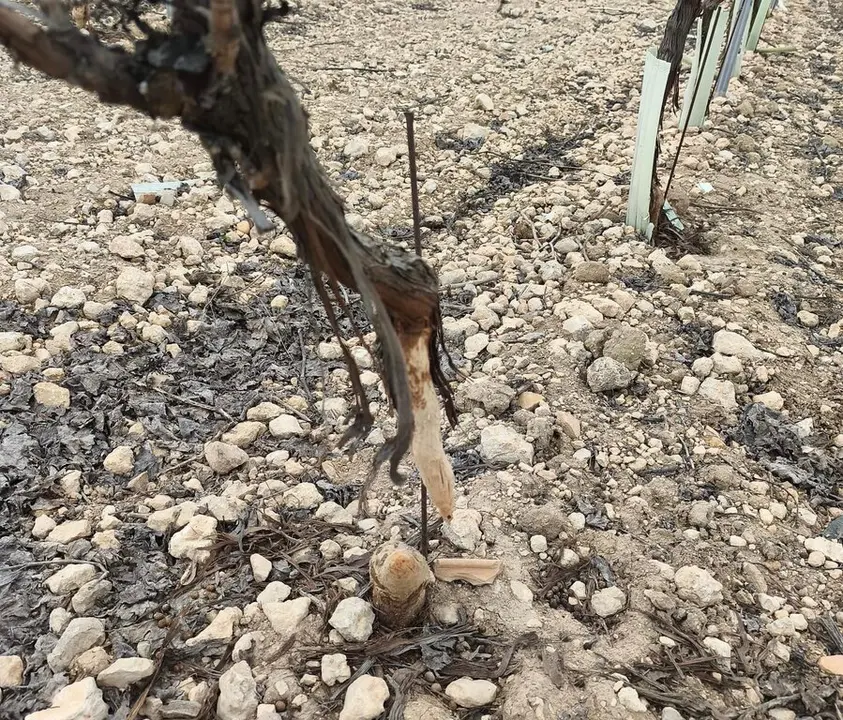 WhatsApp Image 2026-01-23 at 13.08.25 (1)