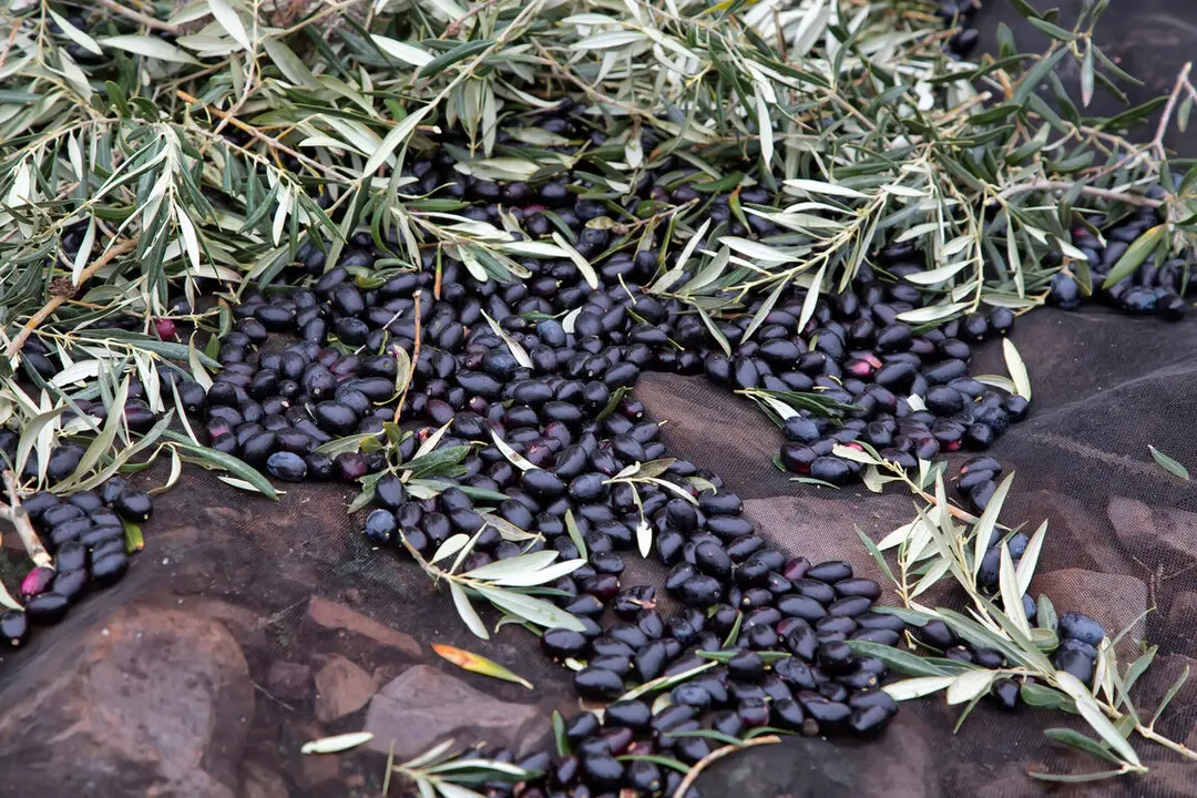 Campa&ntilde;a aceituna