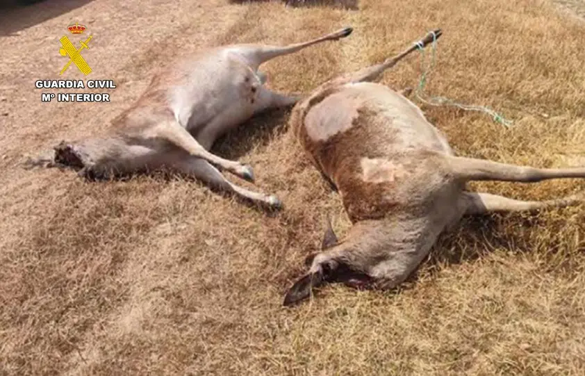 Presentaci&oacute;n2