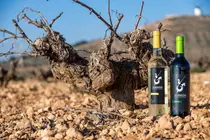 Los blancos y tintos j&oacute;venes han sido valorados por sus cualidades organol&eacute;pticas