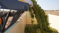 Son variedades recogidas de manera mecanidada
