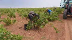 Cuadrillas recogen la tinta Cencibel