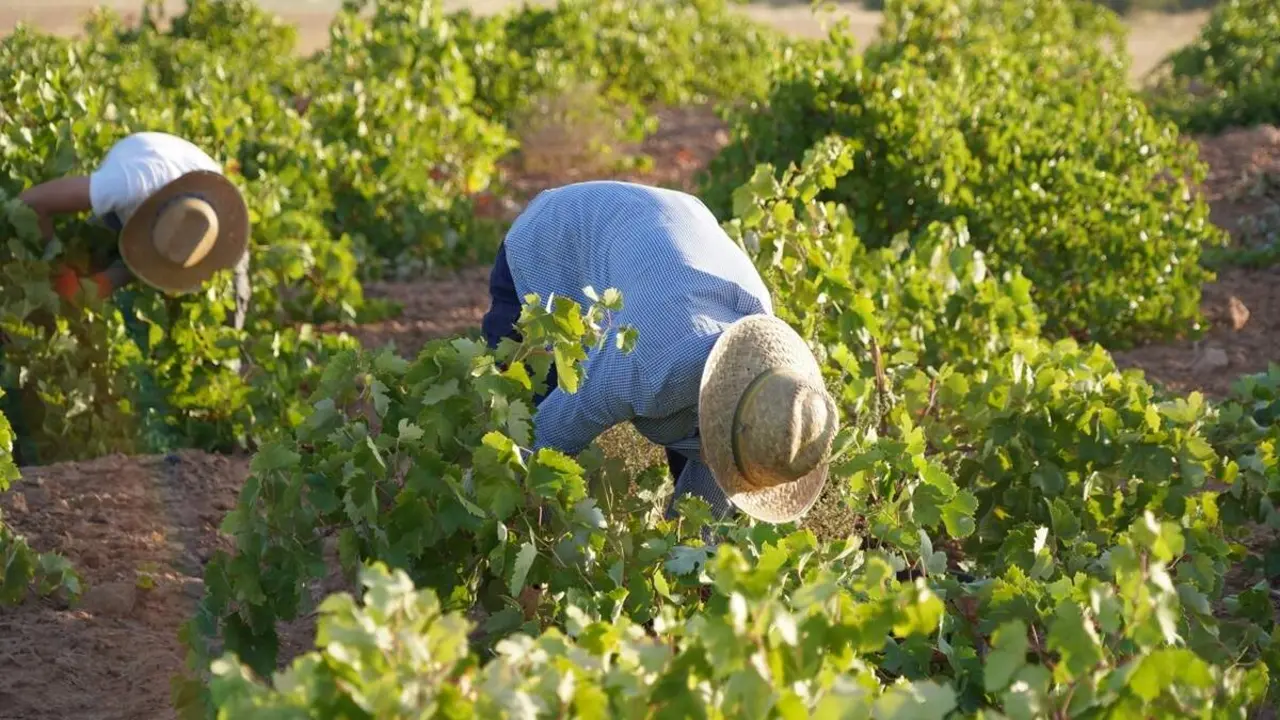 Cuadrillas de vendimiadores recogen la variedad Air&eacute;n en La Mancha