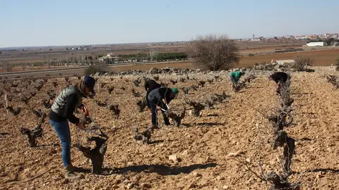 concurso de poda ME, mujeres podando