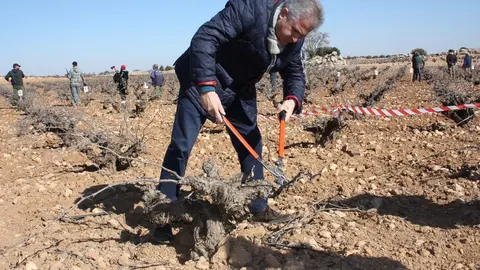 concurso poda ME, alcalde podando