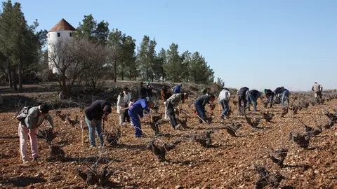 concurso poda ME, gente podando 2