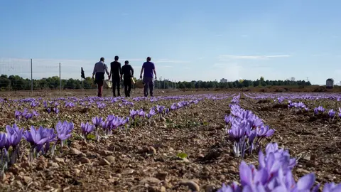 Una plantaci&oacute;n de azafr&aacute;n de La Mancha