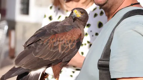 &Aacute;guila de Harris para el control de la plaga de palomas (11)