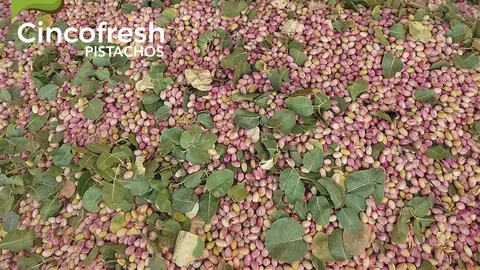 CINCOFRESH PISTACHOS-02