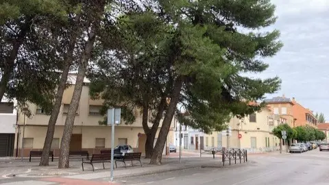 La inclinaci&oacute;n de algunos &aacute;rboles es evidente