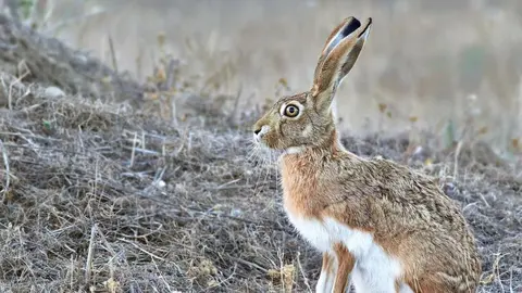 p1hv07imb2je1c4miqu10hh1kd14