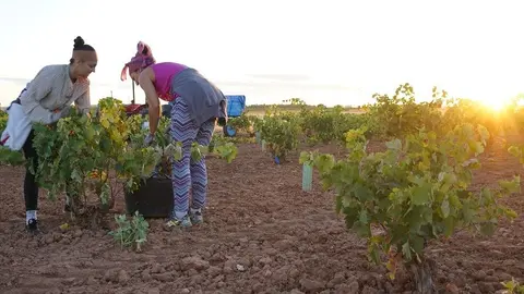 Un espuerta de vendimiadoras recoge tinta tempranillo
