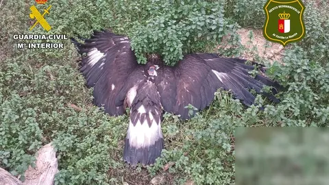 Imagen PRENSA  AGUILA REAL