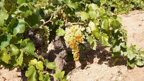 Variedad Air&eacute;n en cepa de secano