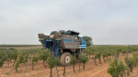 vendimia cooperativas