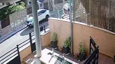 op_zarigueya_toledo_editada FOTO 5