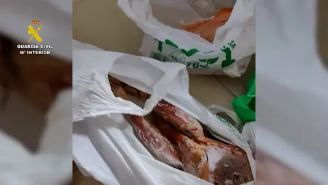 2026-01-29 op_gerion_seprona_05