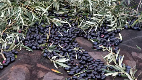 Campa&ntilde;a aceituna