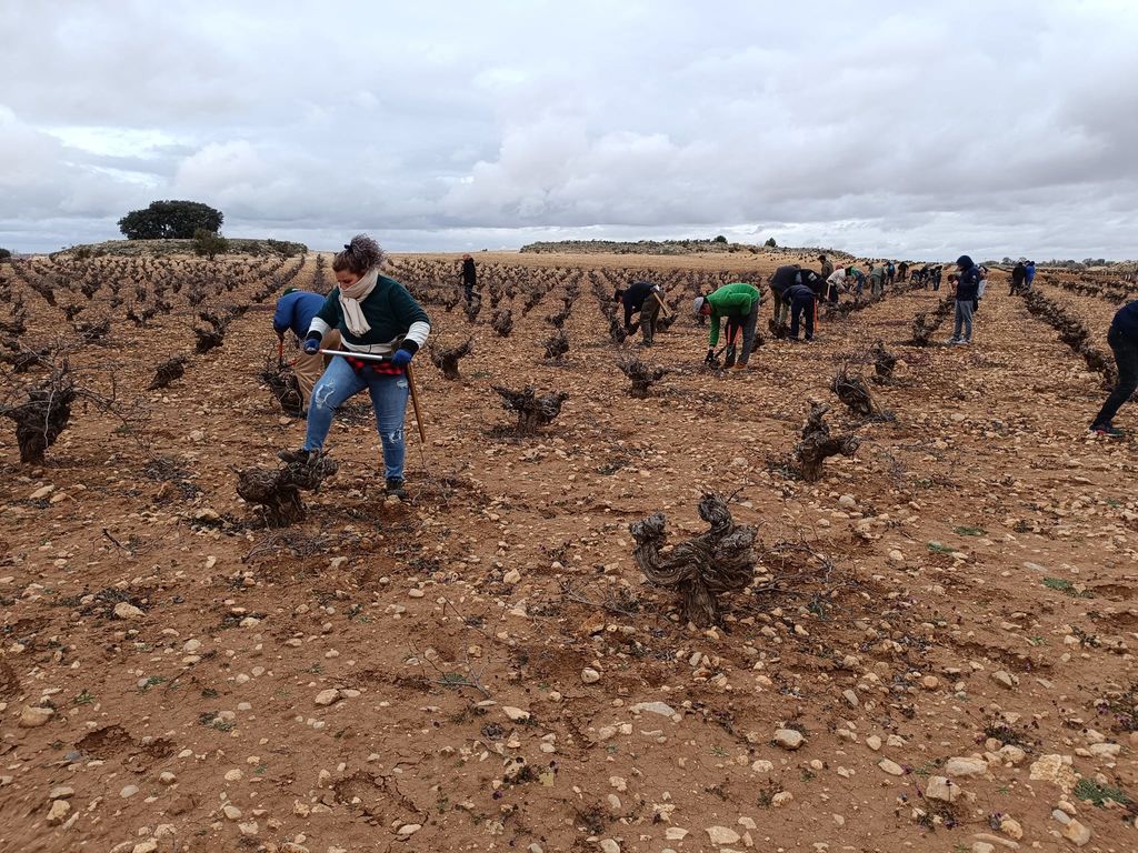 X concurso de poda en vaso 3