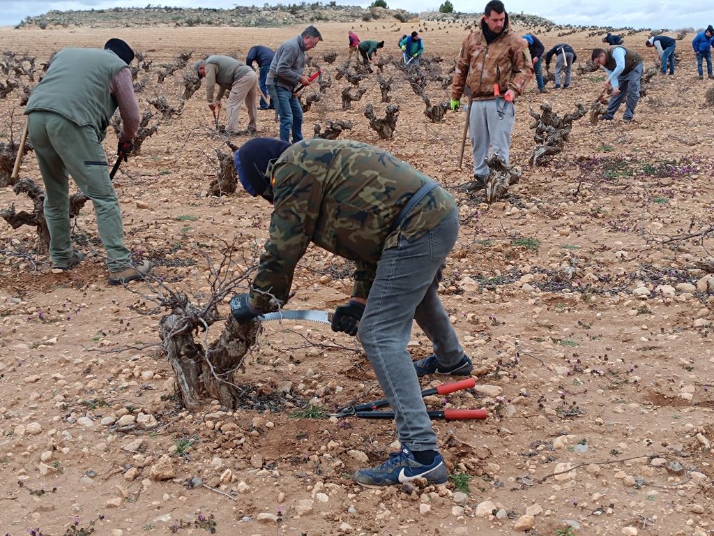 X concurso de poda en vaso