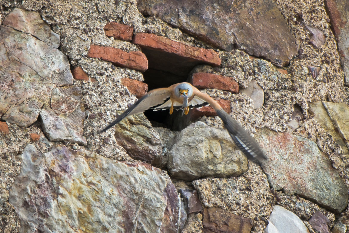 Fiesta_Cernicalo_Primilla_JMonroy01