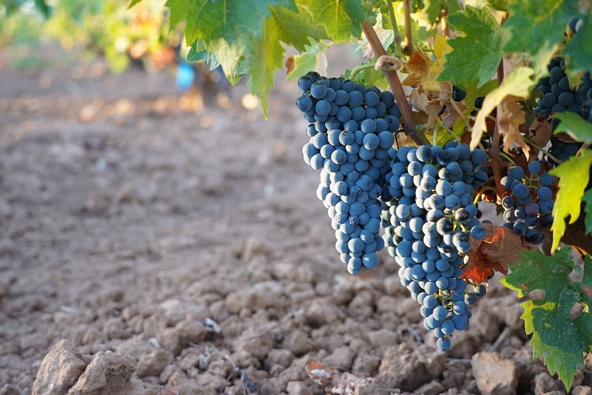 Variedad Tempranillo o Cencibel, la más cultivada en La Mancha