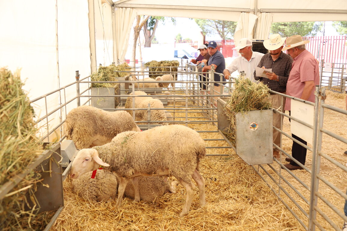129º subasta de sementales de raza ovina manchega (Fercam 2025) (3)