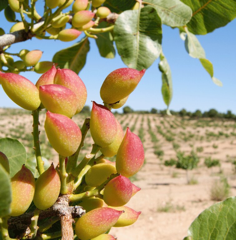 Sostenibilidad-en-el-cultivo-del-pistacho