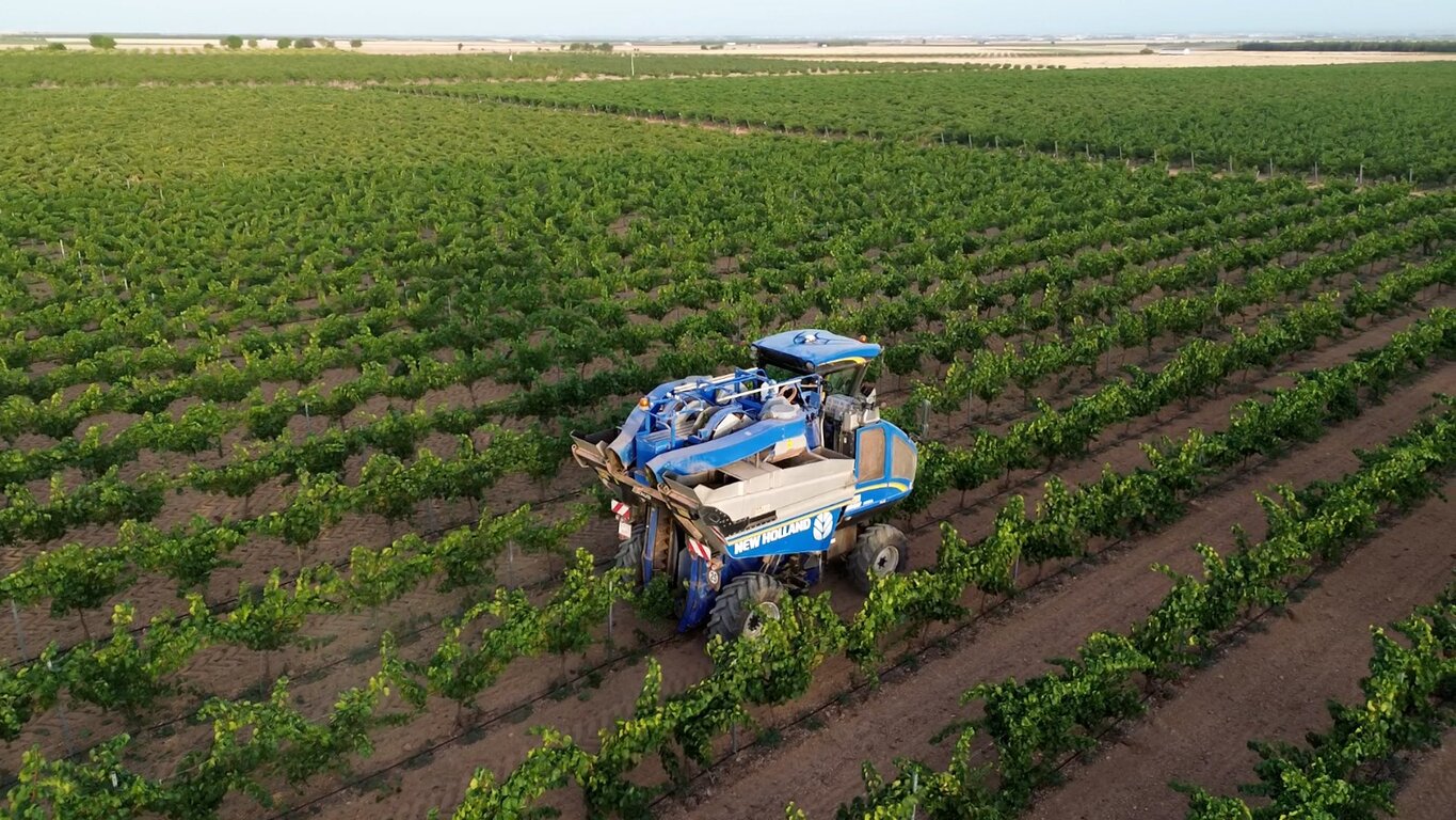 Comienza la vendimia 2025 en DO La Mancha con las primeras variedades blancas
