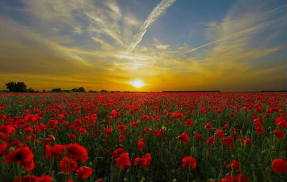 TercerPremioConcursoFotografiaNaturaleza2025-DiegoZazoTello