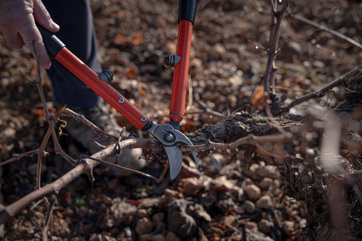 La poda es una labor invernal muy importante para la producción del próximo año
