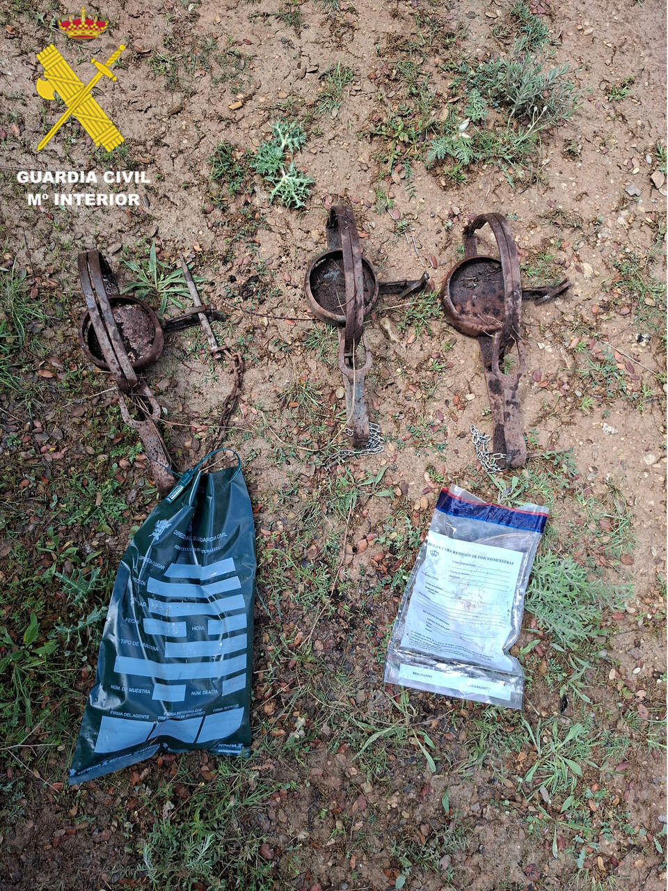 cepos_mosca